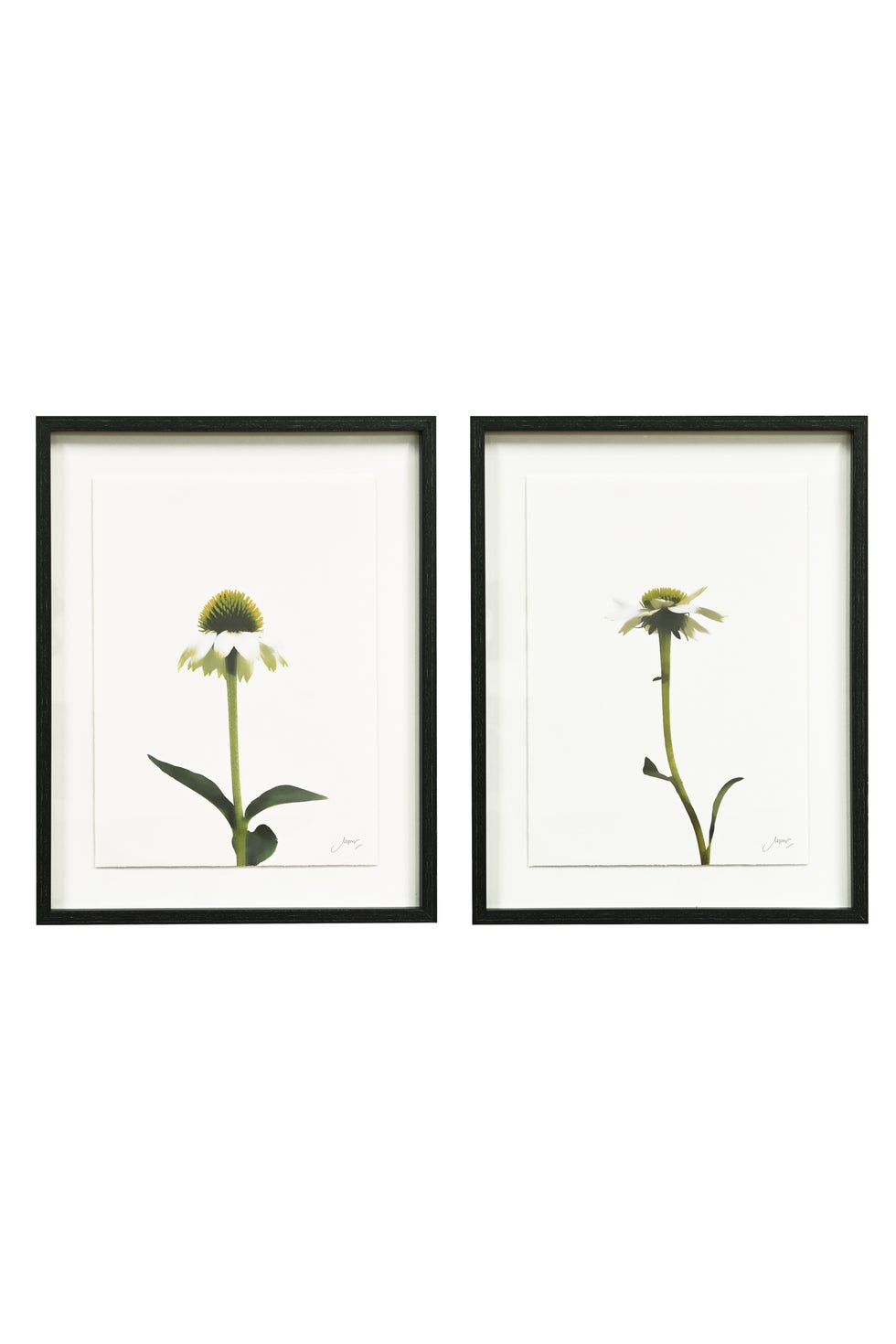 Framed Wall Art - Echinacea Pair S/2*