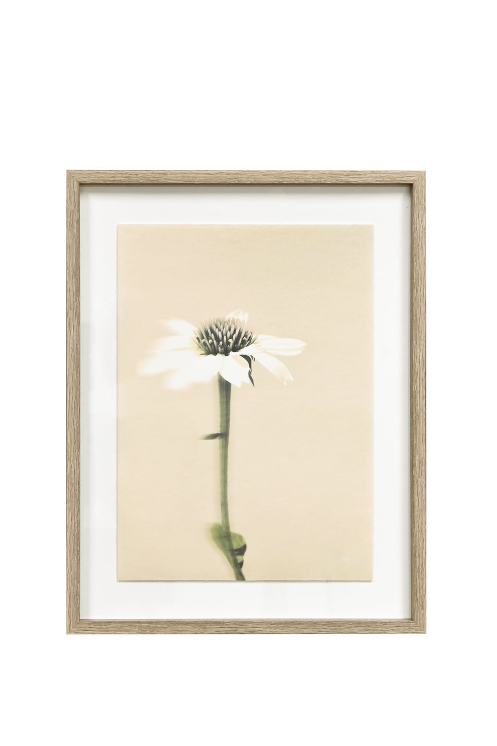 Framed Wall Art - Echinacea Single