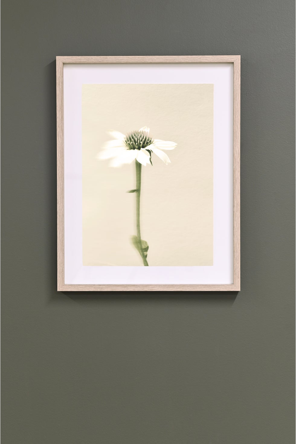 Framed Wall Art - Echinacea Single