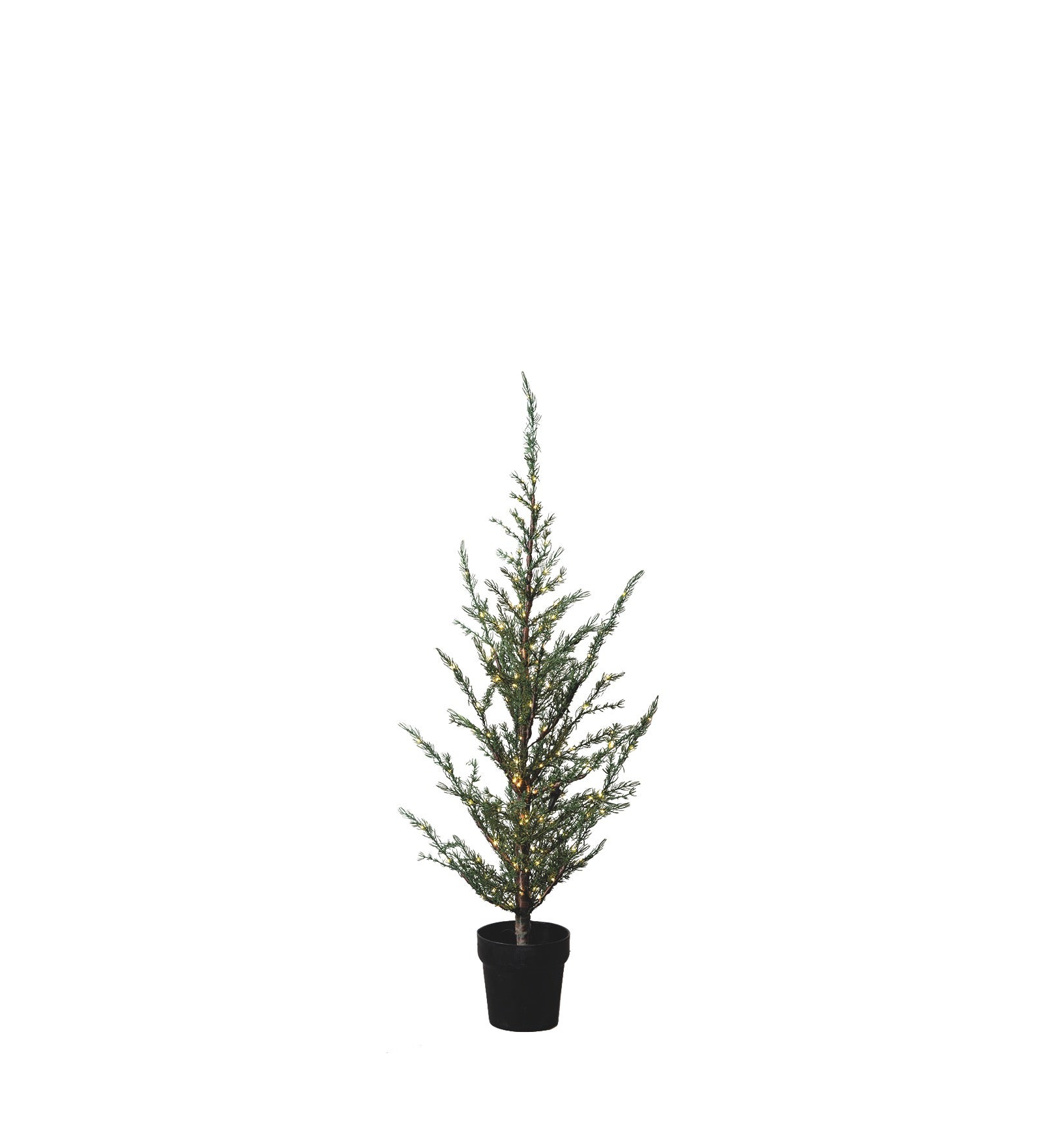 SIRIUS Milas Cedar Outdoor Tree - 1m