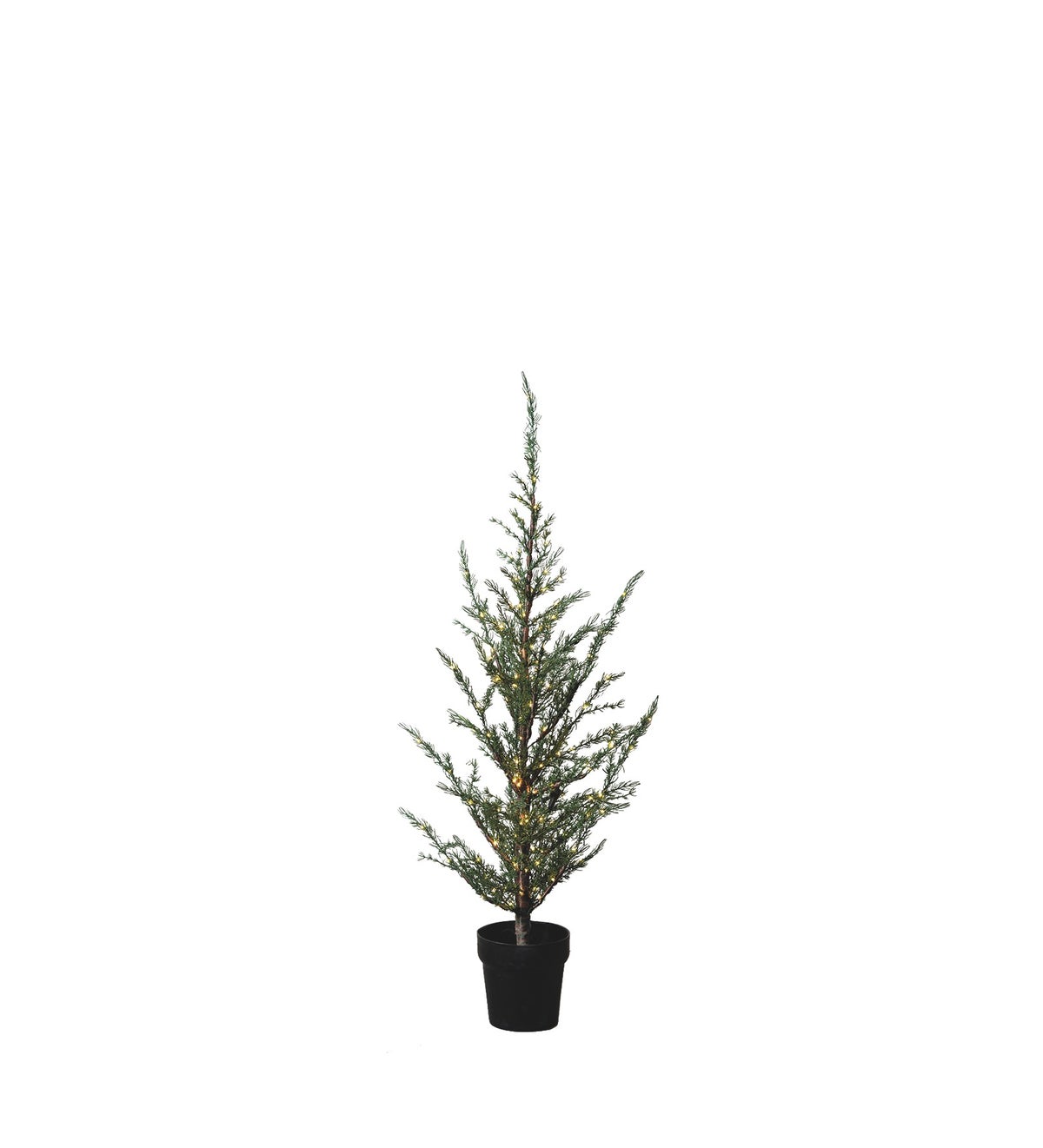 SIRIUS Milas Cedar Outdoor Tree - 1m - Maytime
