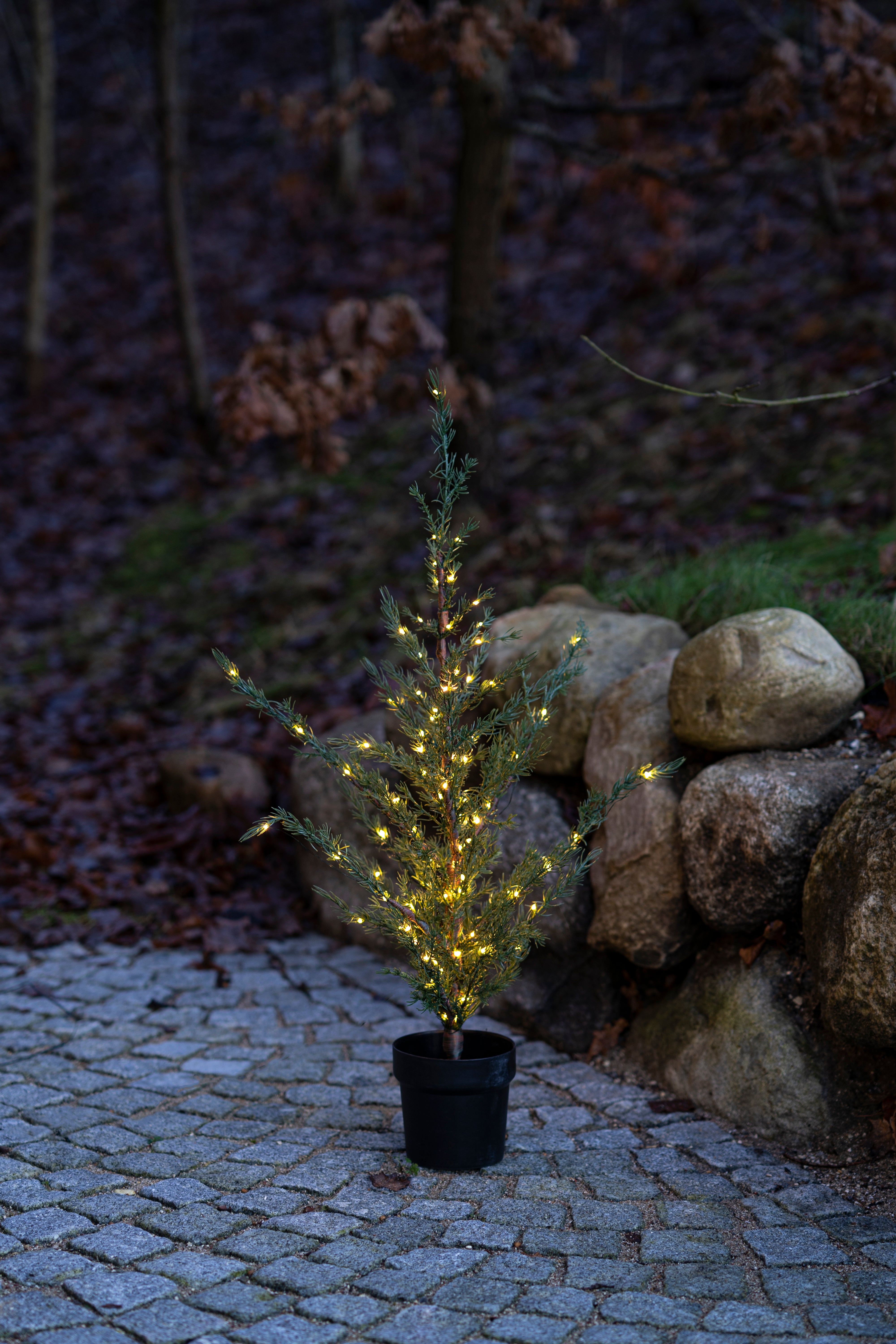 SIRIUS Milas Cedar Outdoor Tree - 1m